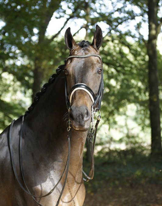 Elmondo