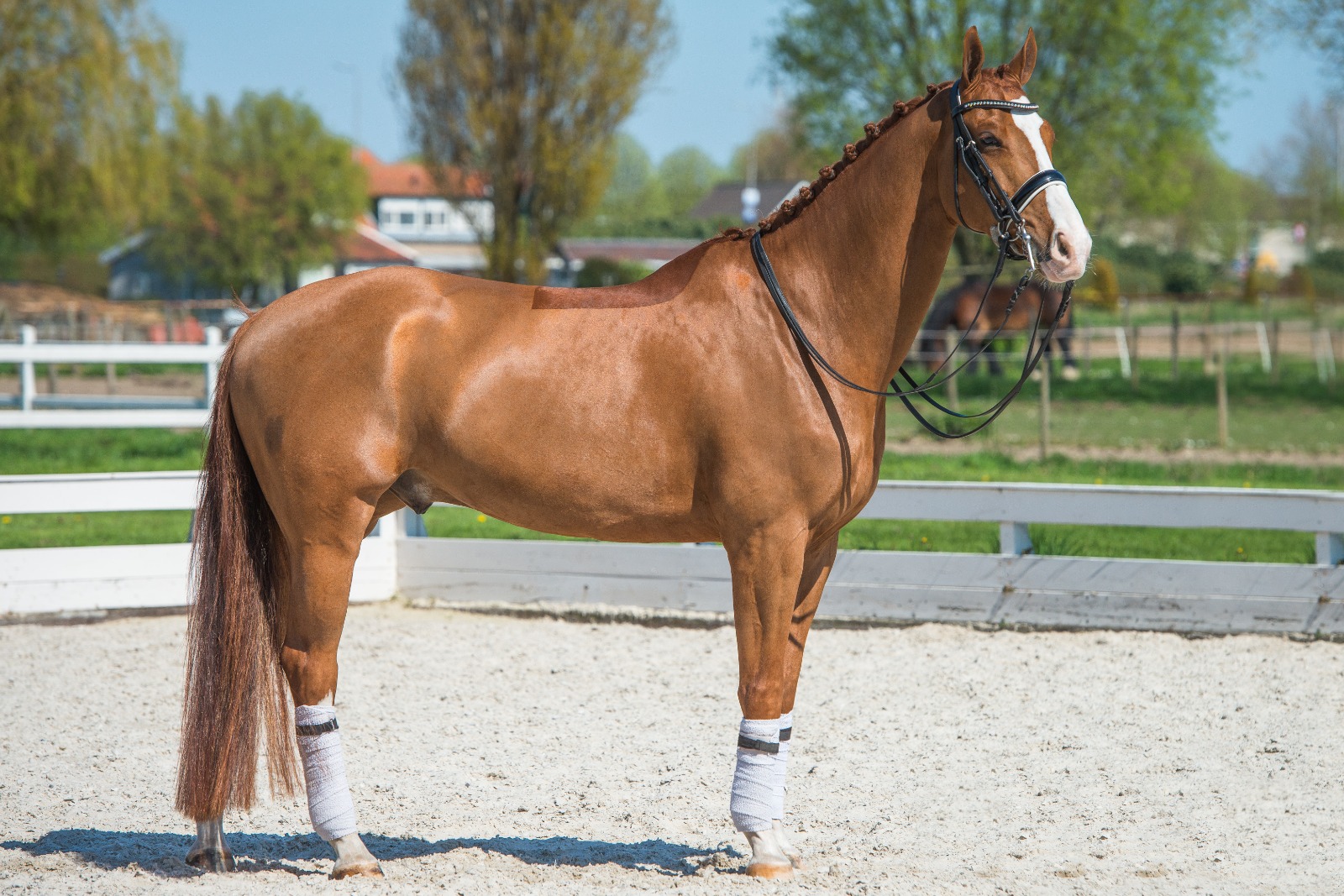 Handsome Jack Dressage Horses International