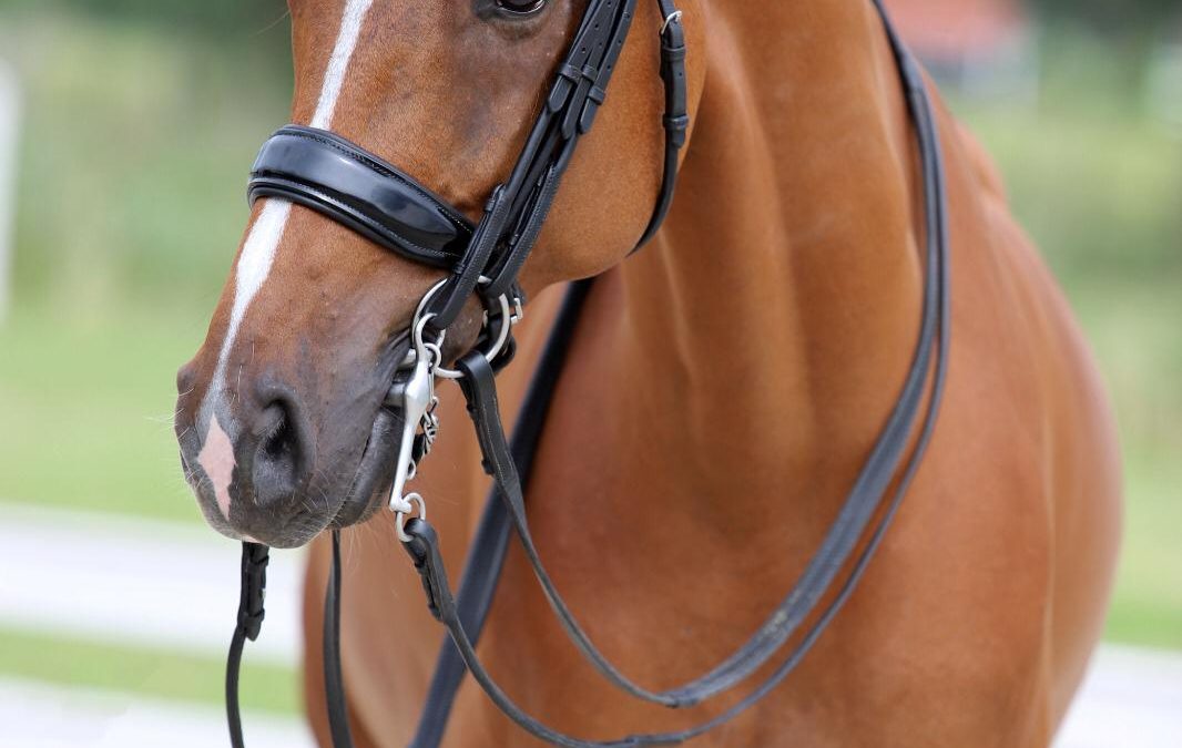 Iveno