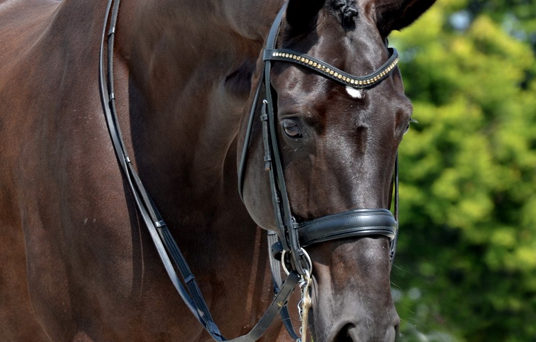 Ivar