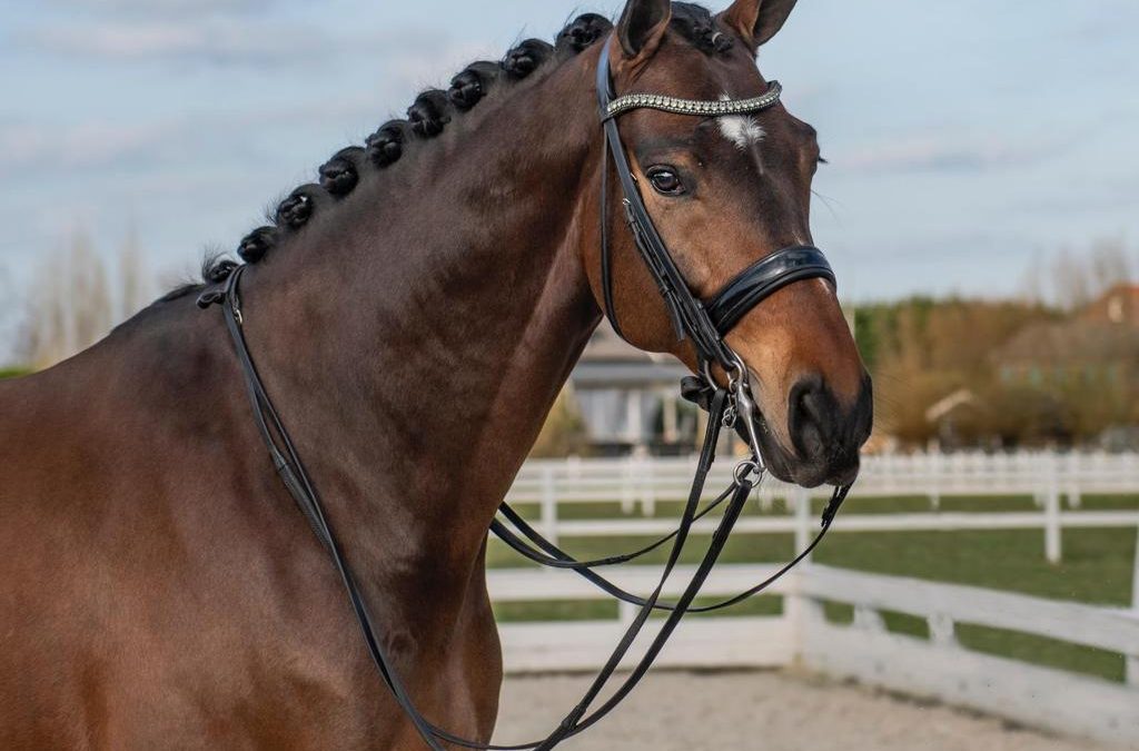 Jitterbug