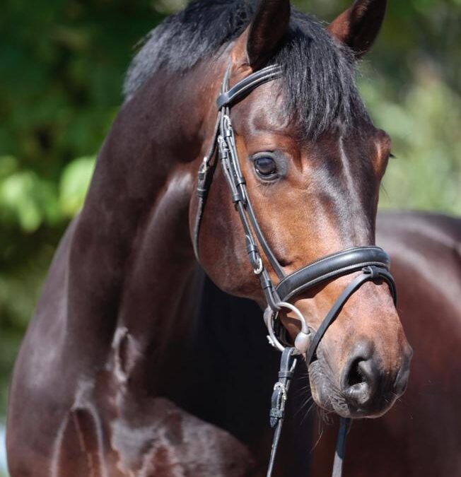 Hambo Dea
