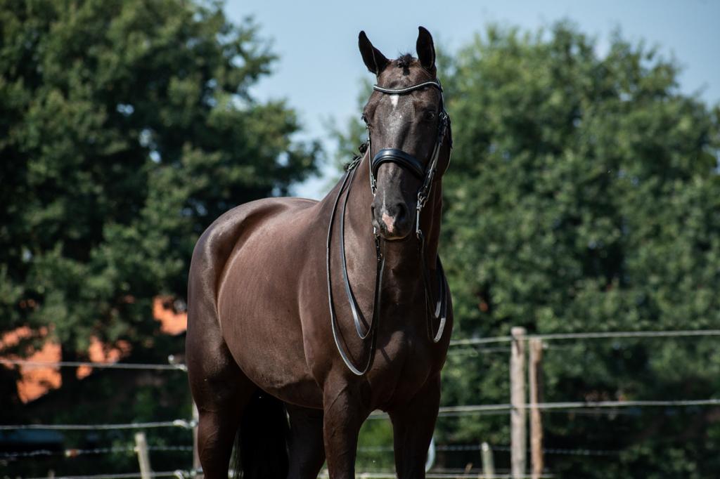 Horses for Sale Dressage Horses International