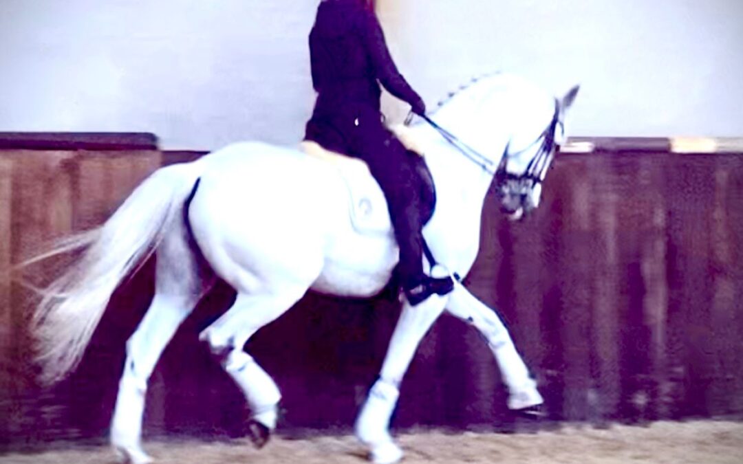 Apiani