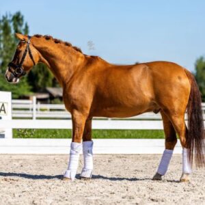 George under saddle