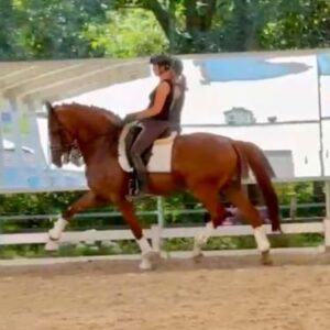 Lucky under saddle