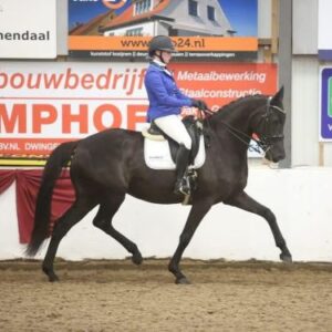 Magic Frenkie under saddle